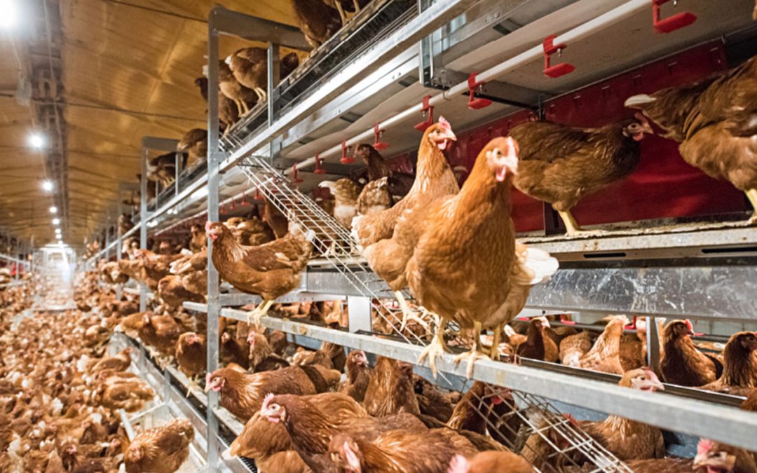 RSB Poultry showing chickens in a barn